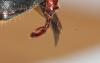 Hoplia sp.